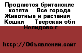 Продаются британские котята  - Все города Животные и растения » Кошки   . Тверская обл.,Нелидово г.